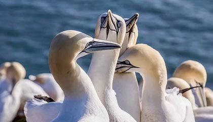 九游体育-女曲银牌 队长称不受关注有好处 主帅帅位待定夺